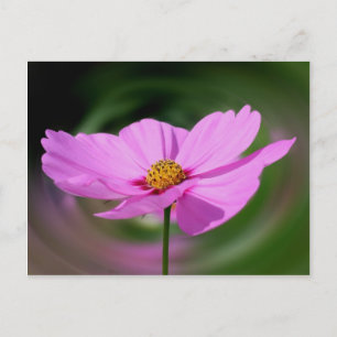 Cartão Postal Flor de Cosmos Rosa Sonhadora Natureza