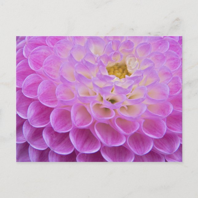 Cartão Postal Flor de crisântemo decorando túmulo em (Frente)