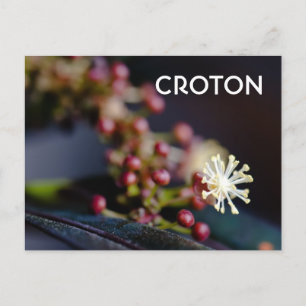 Cartão Postal flor de cróton
