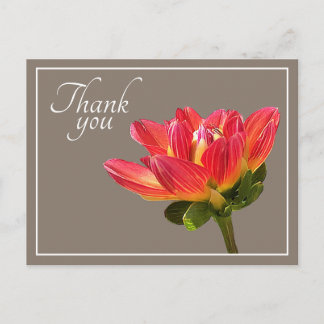 Cartão Postal Flor de Dália Vermelha Fundo Bege Obrigado