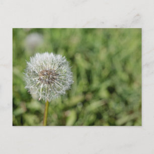 Cartão Postal Flor de dandelion branco sobre grama verde