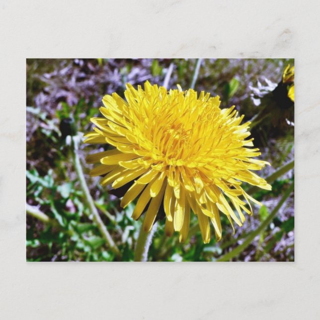 Cartão Postal Flor De Dandelion Na Grama (Frente)