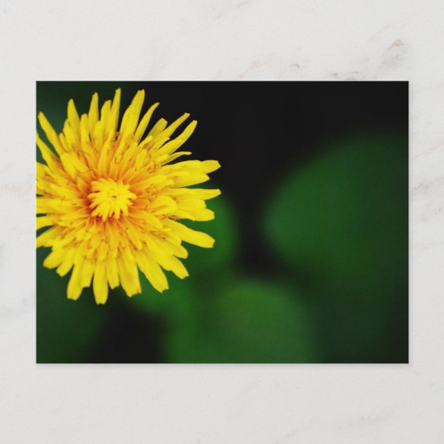 Cartão Postal Flor de Dente-de-Leão (Frente)