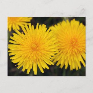 Cartão Postal Flor de Dente-de-Leão Amarelo Rústic
