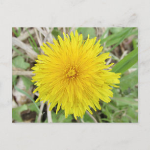 Cartão Postal Flor de Dente-de-Leão Orgulhosa.