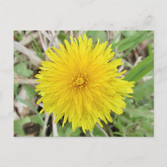 Cartão Postal Flor de Dente-de-Leão Orgulhosa. (Frente)