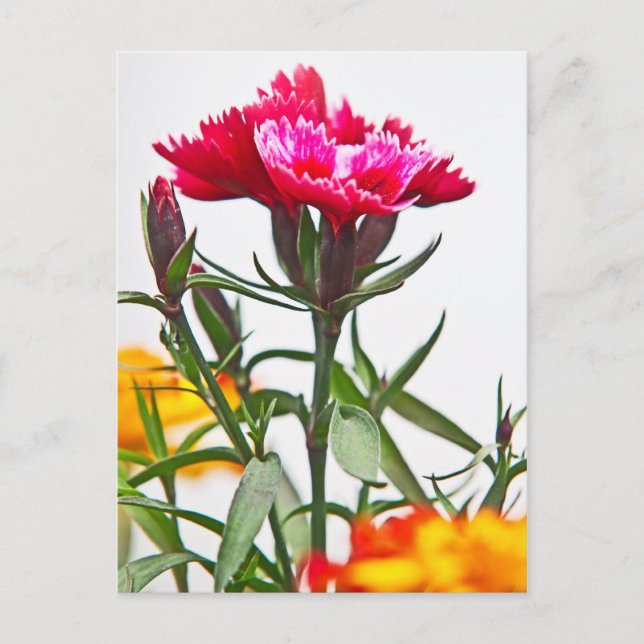 Cartão Postal Flor de Dianthus (Frente)