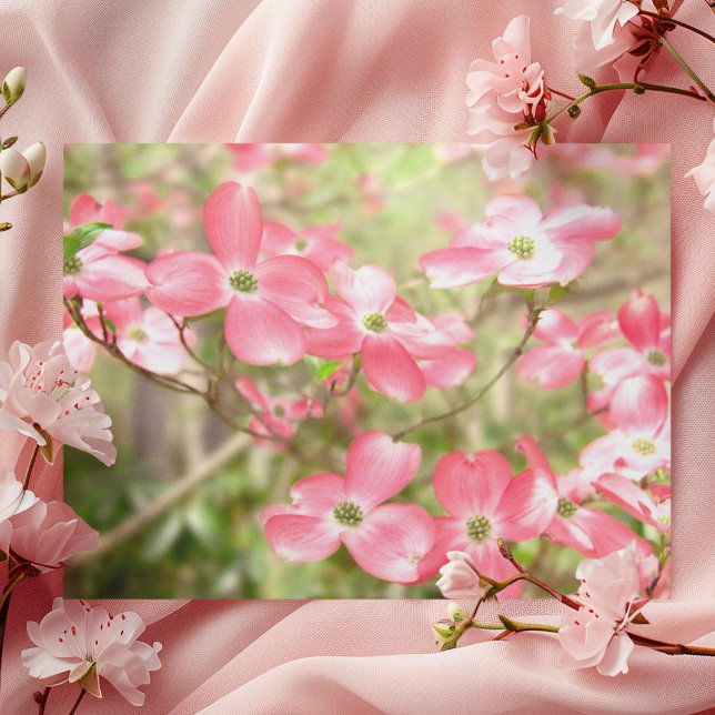 Cartão Postal Flor de Dogwood Rosa (Criador carregado)