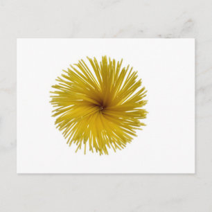 Cartão Postal Flor de espaguete
