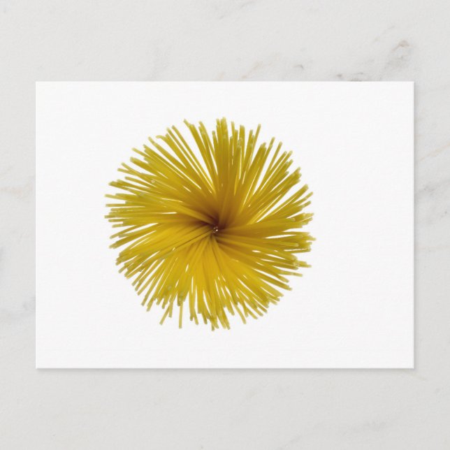 Cartão Postal Flor de espaguete (Frente)