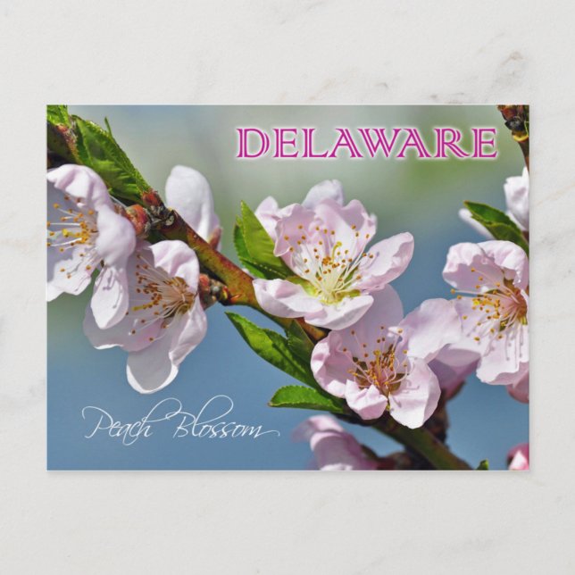 Cartão Postal Flor de Estado Delaware: Peach Blossom (Frente)