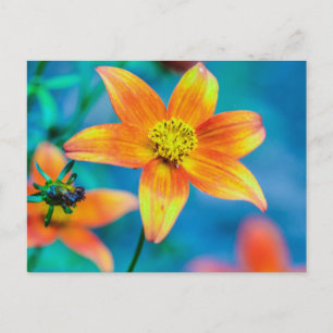Cartão Postal Flor de Estrela Laranja