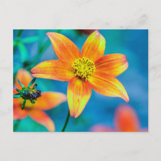 Cartão Postal Flor de Estrela Laranja (Frente)