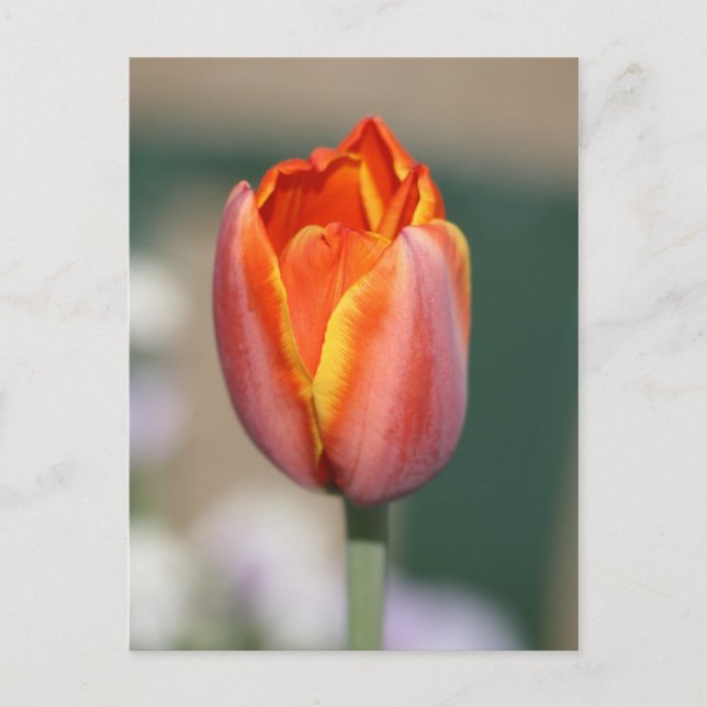 Cartão Postal Flor de Fogo (Frente)