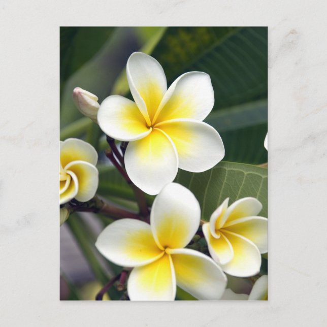 Cartão Postal flor de frangipani Ilhas Cook (Frente)