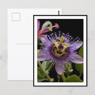 Cartão Postal Flor de Fruta de Paixão Roxo,