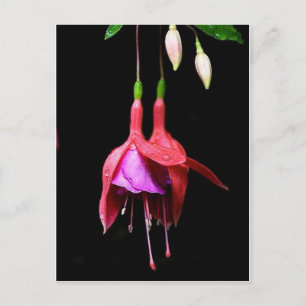 Cartão Postal Flor de Fúchsia Rosa