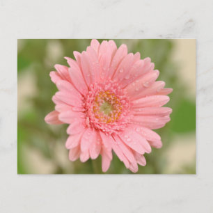Cartão Postal Flor de Gerbera Amarela Rosa - Olá, Amor, Obrigado