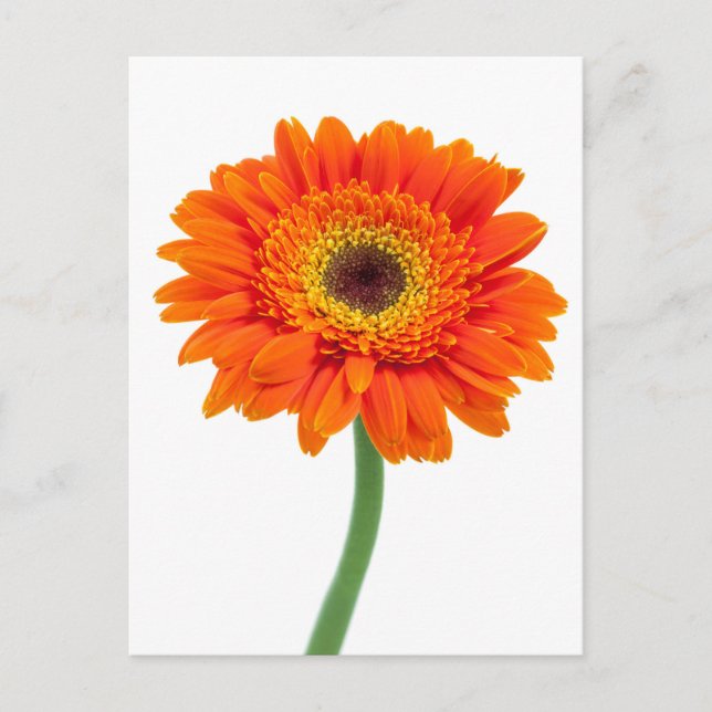 Cartão Postal Flor de Gerbera Daisy Laranja (Frente)