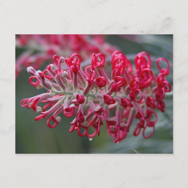 Cartão Postal flor de grevillea (Frente)
