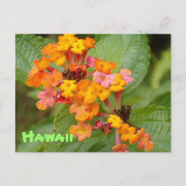 Cartão Postal Flor de Havaí
