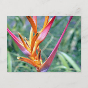 Cartão Postal Flor de Heliconia Havaiana Avançado