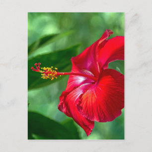 Cartão Postal Flor de Hibisco