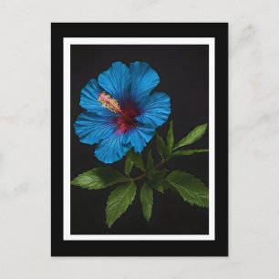 Cartão Postal Flor de Hibisco Azul no Preto, 