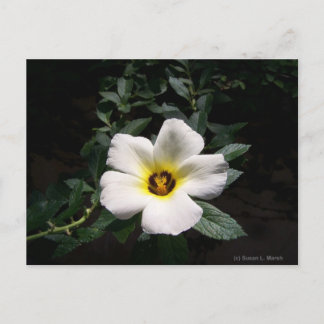 Cartão Postal Flor de hibisco branco centro-escuro fundo escuro