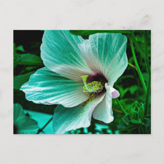 Cartão Postal Flor de Hibisco Branco com Gotículas de Orvalho