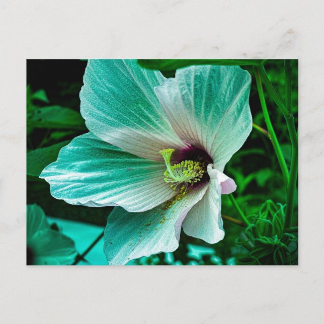Cartão Postal Flor de Hibisco Branco com Gotículas de Orvalho (Frente)
