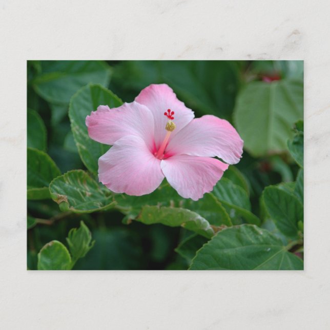 Cartão Postal Flor de Hibisco Rosa Vibrante (Frente)