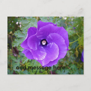 Cartão Postal Flor De Hibisco Roxo Profundo,