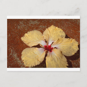 Cartão Postal flor de hibisco solteiro amarelo