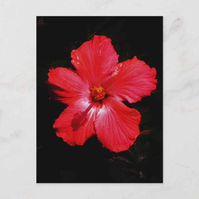 Cartão Postal Flor de hibisco vermelho rosa quente no preto (Frente)