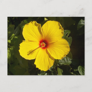 Cartão Postal Flor de Hibiscus Amarelo