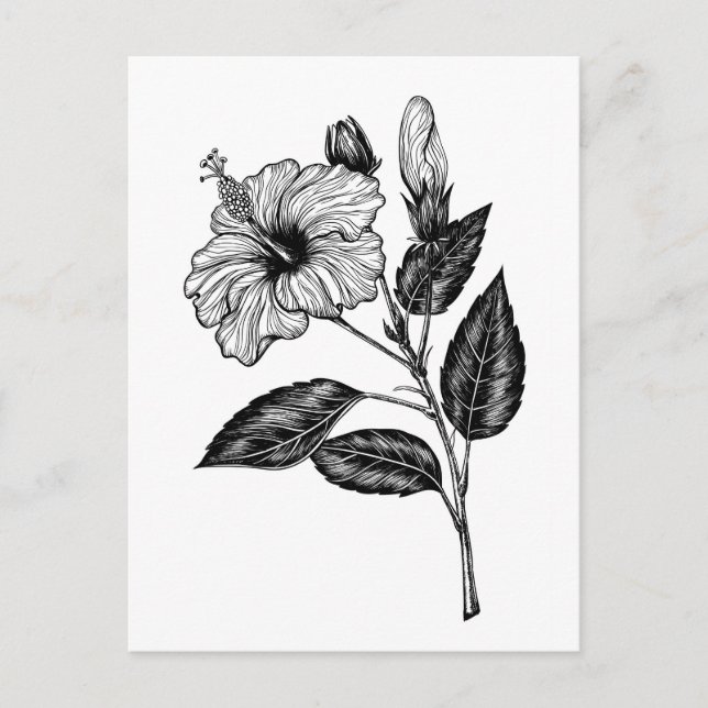 Cartão Postal Flor de Hibiscus III (Frente)