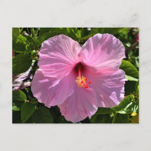 Cartão Postal Flor de Hibiscus Rosa