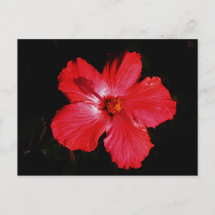 Cartão Postal Flor de Hibiscus Vermelho Rosa-Quente a Preto