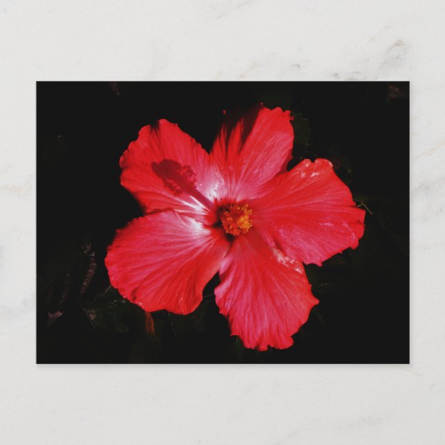 Cartão Postal Flor de Hibiscus Vermelho Rosa-Quente a Preto (Frente)