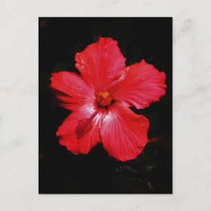 Cartão Postal Flor de Hibiscus Vermelho Rosa-Quente a Preto