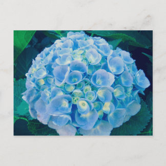 Cartão Postal Flor de hydrangea azul-bebê