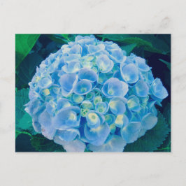 Cartão Postal Flor de hydrangea azul-bebê