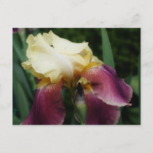 Cartão Postal Flor de Íris Amarela Barbada