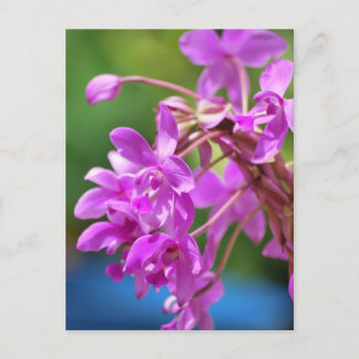 Cartão Postal Flor de Janeiro