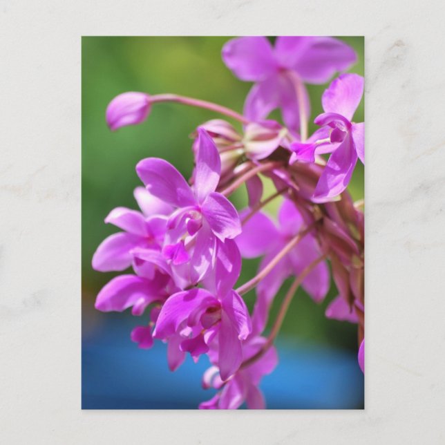 Cartão Postal Flor de Janeiro (Frente)