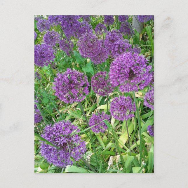 Cartão Postal Flor de Jardim de Allium Roxo (Frente)