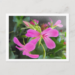 Cartão Postal flor de jardim, rosa