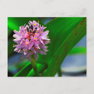 Cartão Postal Flor de Lagoa