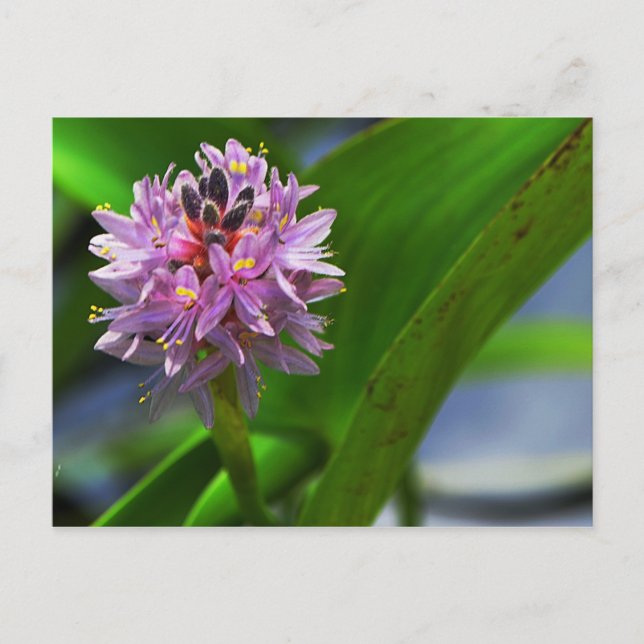 Cartão Postal Flor de Lagoa (Frente)